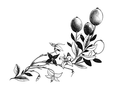 Cranbaebae cranberry drawing fruit illustration plant sketch tattoo