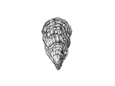 Oyster art black and white illustration ink ocean oyster pen and ink pointillism sea shell