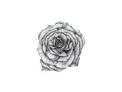 Johnny Rose black ink dots drawing flower illustration ink pen and ink pointillism rose