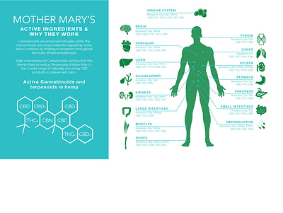 Mother Marys Hemp Facts Infographic graphic design illustration infographic typography vector