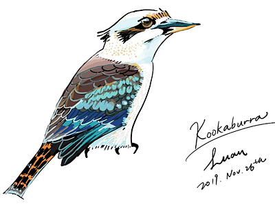 Kookaburra