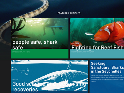 Saveourseas magazine Home Page articles grid layout magazine responsive save sea ui ux website