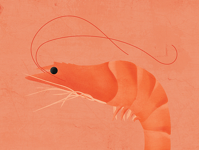 Shrimp illustration illustration illustration art illustrator photoshop shrimp tasty wacom