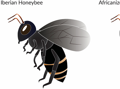 Iberian Honeybee Graph branding design graphic graphicdesign illustration illustrator vector