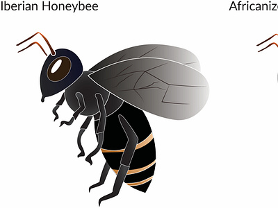 Iberian Honeybee Graph