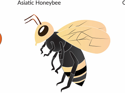 Asiatic Honeybee Graph branding design graphic graphicdesign illustration illustrator ui ux vector