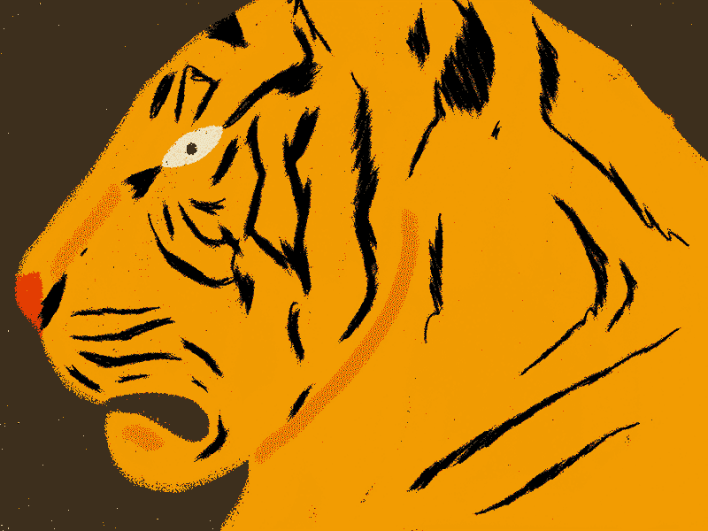 Tiger 2d animal animated gif animation character design gif illustration tiger