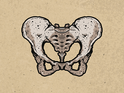 Wild Bones - Pelvis adobe adobe illustrator anatomy art bone bones cinema digital art element female film illustration illustrator indie movie medical movie pelvis photoshop texture vector