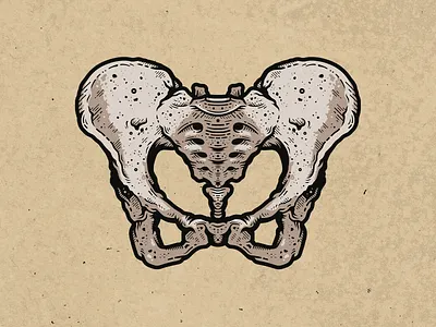 Wild Bones - Pelvis adobe adobe illustrator anatomy art bone bones cinema digital art element female film illustration illustrator indie movie medical movie pelvis photoshop texture vector