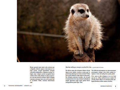 National Geographic spread mock up geographic grid meerkat national photography text