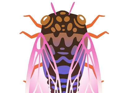 Cicada animation biology bug cicads illustration insect nature procreate