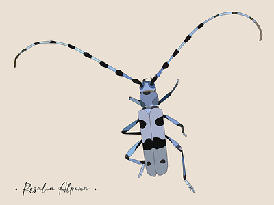 Rosalia Alpina Illustration beetle design flat design graphic design illustration rosalia alpina