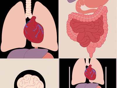 Human Anatomy Illustration - Heart, Liver, Stomach, Intestine art design figmadesign flat graphic design illustration
