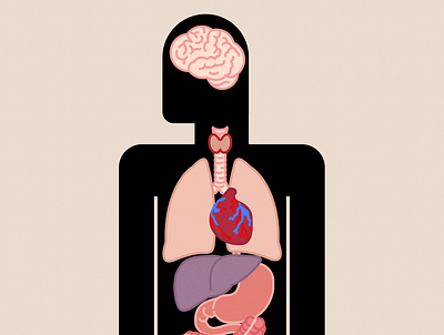 Human Anatomy Illustration - Heart, Liver, Stomach, Intestine