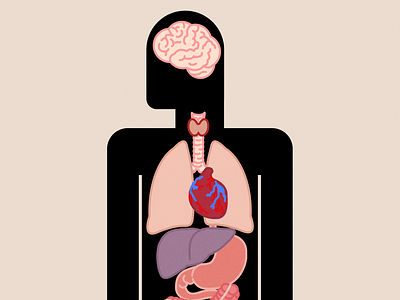 Human Anatomy Illustration - Heart, Liver, Stomach, Intestine