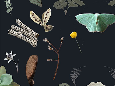 Sara June. branding collage desert flowers forest leaves moth seeds