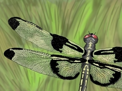Dragonfly Illustration drawing photoshop tablet wacom