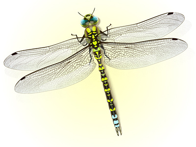 Dragonfly. dragonfly illustration vector