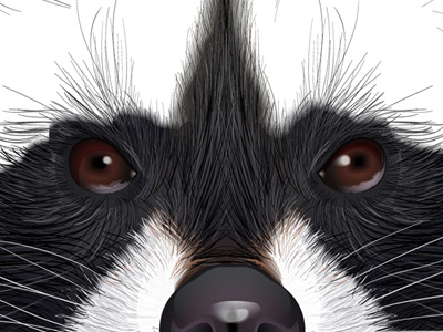 Raccoon Sketch illustration raccoon vector