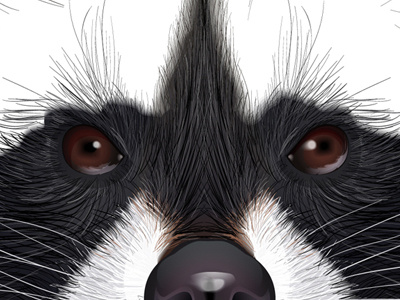 Raccoon Sketch
