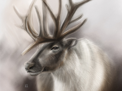 Reindeer illustration wwf wwfrussia