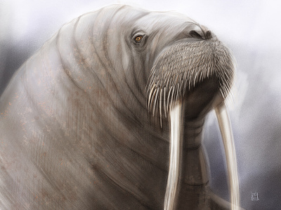 Atlantic Walrus illustration wwf wwfrussia