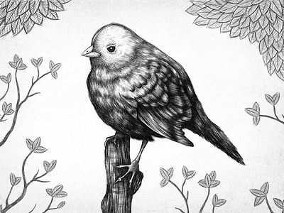 Sparrow art bird illustration ink nature pen sparrow