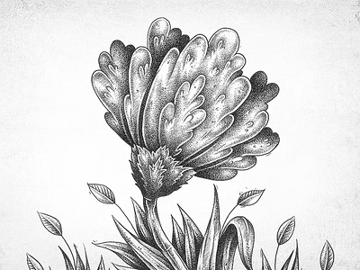 Flower Illustration drawing flower illustration ink leaf nature pen