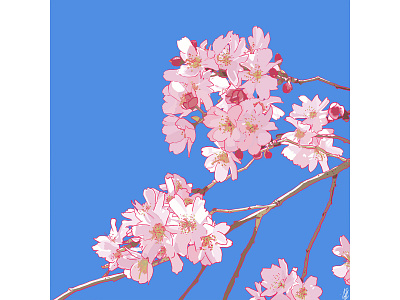 Visual Journalism: Cherry Blossoms design digital art graphic design illustration illustration art print visual journalism