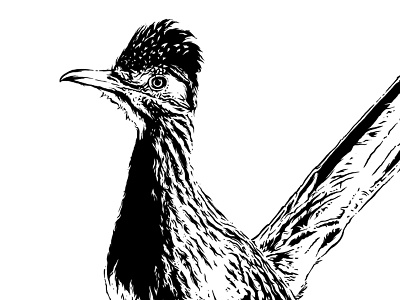 Roadrunner animal bird blakc and white detailed drawing illustration pen and ink roadrunner