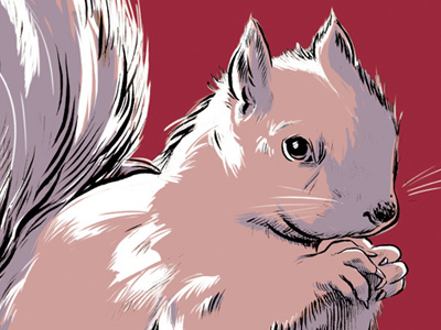 Squirrel illustration squirrel