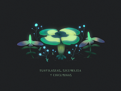 Puntilaceas, Sicomelida Circuminas art direction color flowers illustration light nature illustration plants