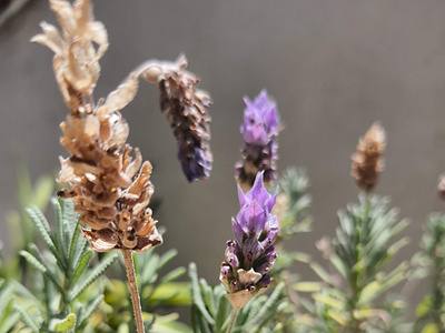 Lavender Tree Shot