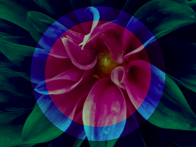 flower power flower geometric symmetrical symmetry