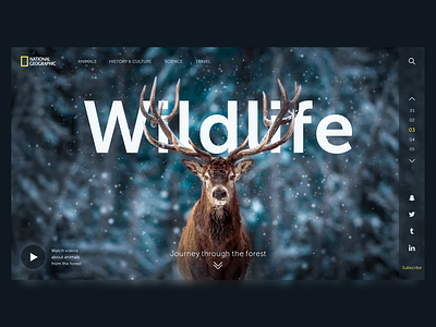WIldlife | First screen advertising animals colorful deer design designer first screen forest national geographic typography ui ux web webdesign website design winter