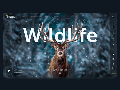 WIldlife  | First screen