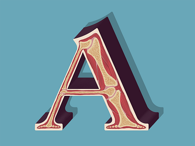 A is for Anatomy anatomy body bone lettering muscle typography
