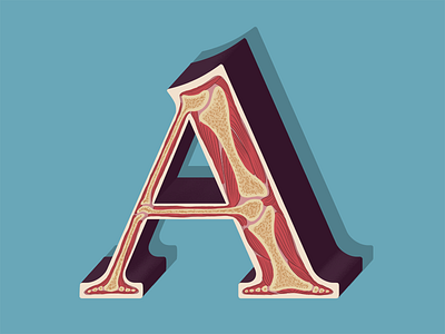 A is for Anatomy