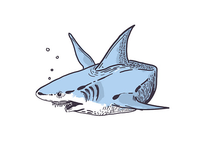 the Shark artwork design drawing drawingart illustration