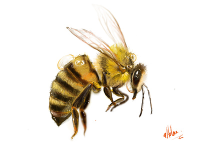 Wasp art canvas drawing illustration nature painting poster print sketch yellow