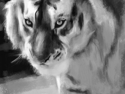 Tiger animal art draw drawing painting pet study tiger