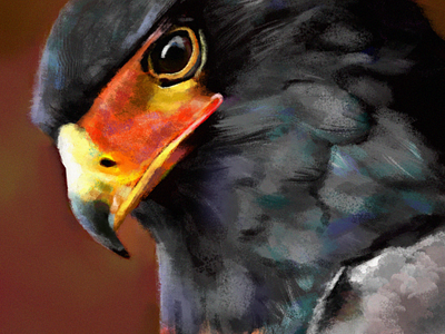 Hawk art bird color draw drawing hawk painting pet