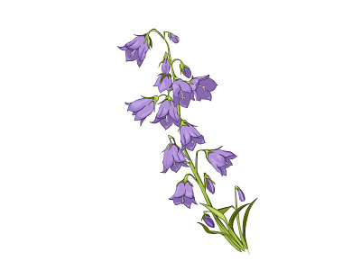 Vector drawing bell flowers bell botanical design flower illustration vector