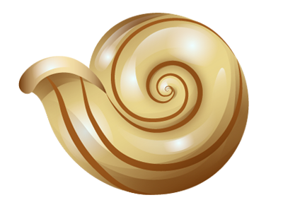 Snail shell illustrator nature shell snail