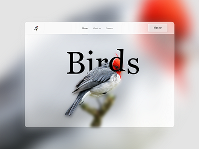 Birds Website Design(Glassmorphism) adobe xd animation birds website free glass glassmorphism graphic design illustration interaction design prototype responsive responsive design ui design uidesign uiux user experience user interface design userinterface webdesign website design