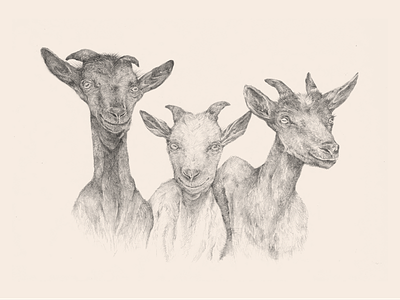The Inner Life of Animals: Cover Illustration animals book editorial goats greystone books illustration portrait traditional