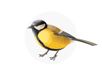 Golden Finch animal art bird birds block five blockfive design designer finch golden golden finch illustration illustrator vector vector art wildlife