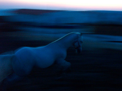 Blue horse