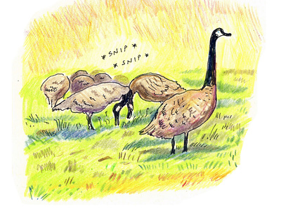 Canada Geese birds city corey corcoran drawing geese illustration outdoors outsiders