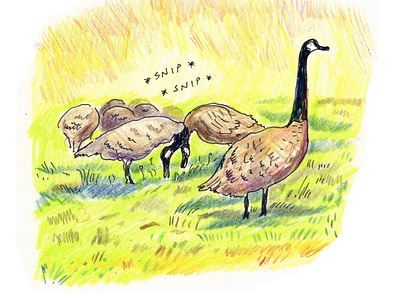 Canada Geese